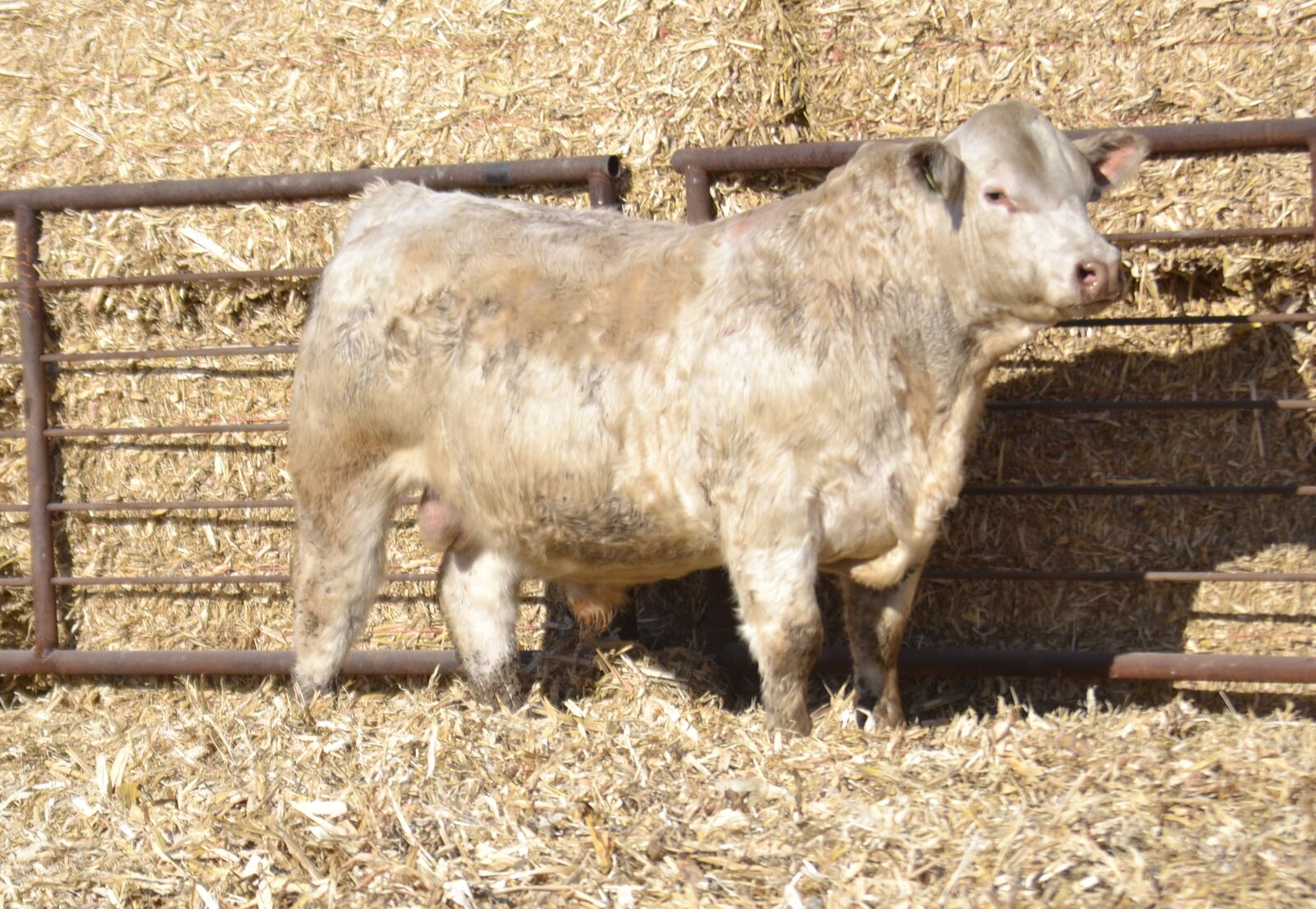 V-A-L CHAROLAIS "Just Quality" 2026 BULL SALE