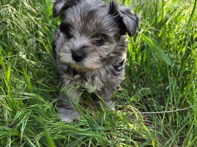 Tiny Schnauzer Yorkie puppy