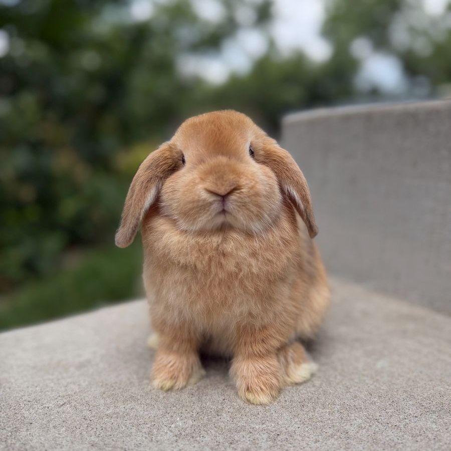 Holland Lop Doe
