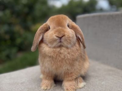 Holland Lop Doe