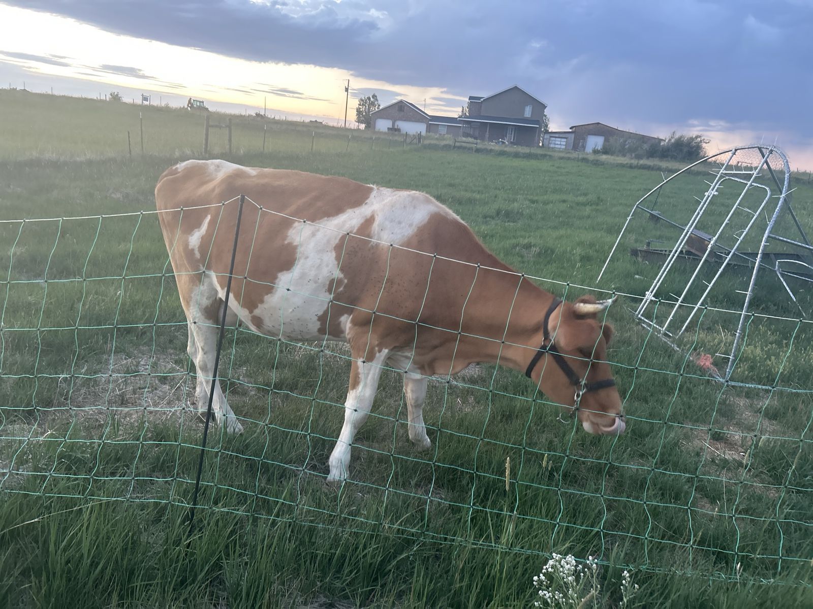 Guernsey milk cow in milk