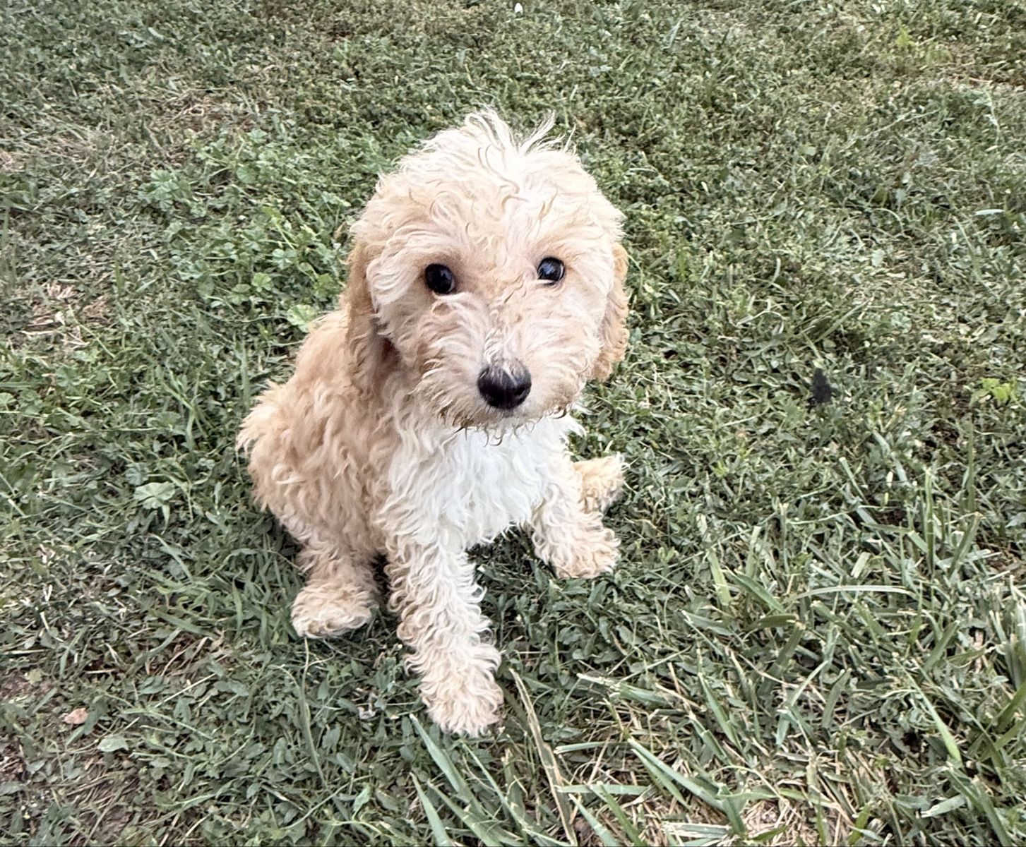 Golden doodles