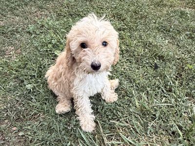 Golden doodles