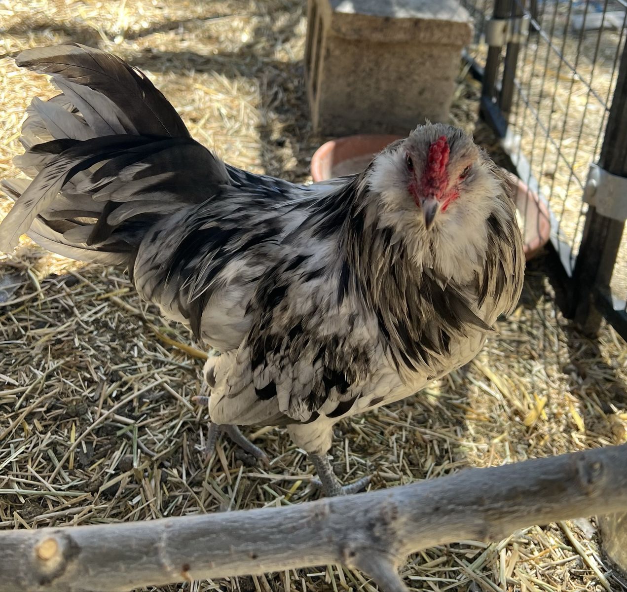 Bantam Splash Americauna Rooster