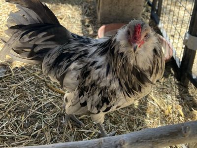 Bantam Splash Americauna Rooster