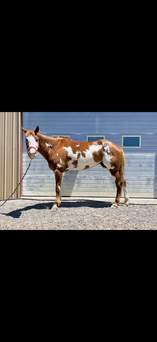 12 year old APHA mare