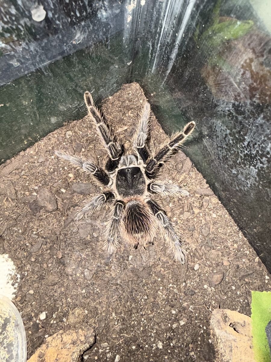 Adult Female Brazilian Salmon Pink Bird Eater