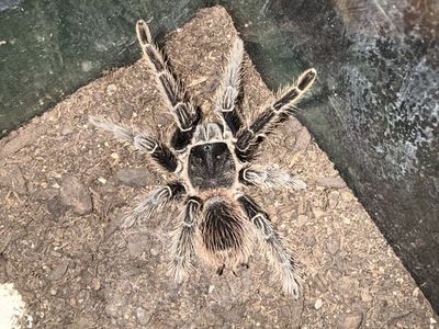 Adult Female Brazilian Salmon Pink Bird Eater