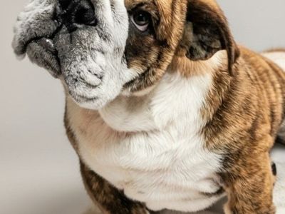 AKC English Champion Bulldog Puppy
