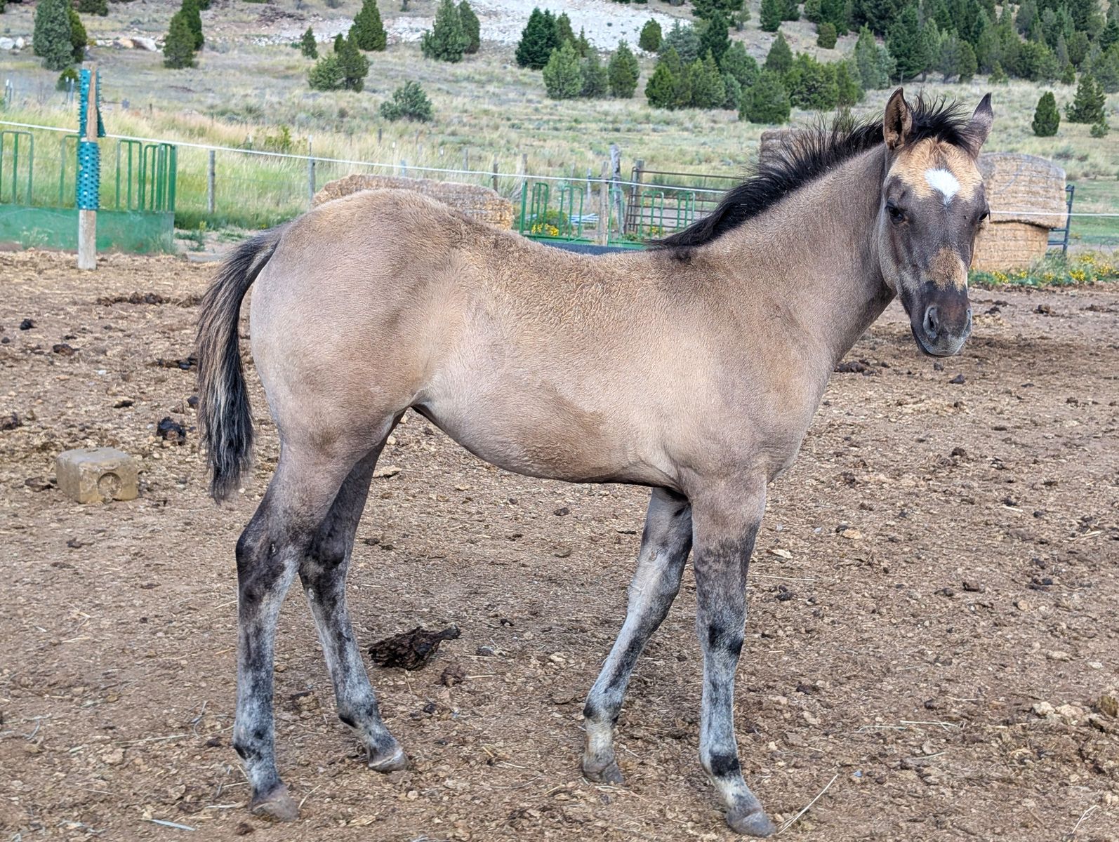 Grullo AQHA Filly