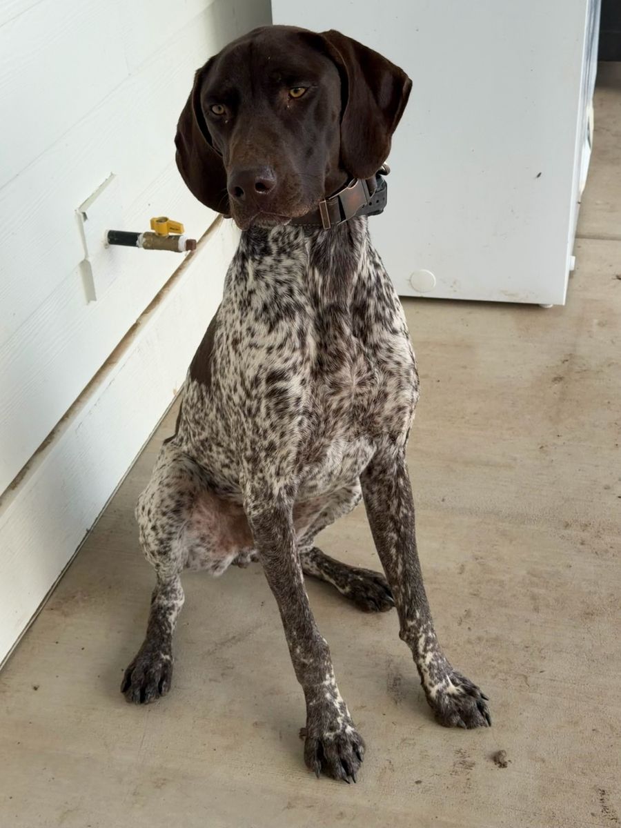 Male GSP