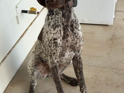 Male GSP
