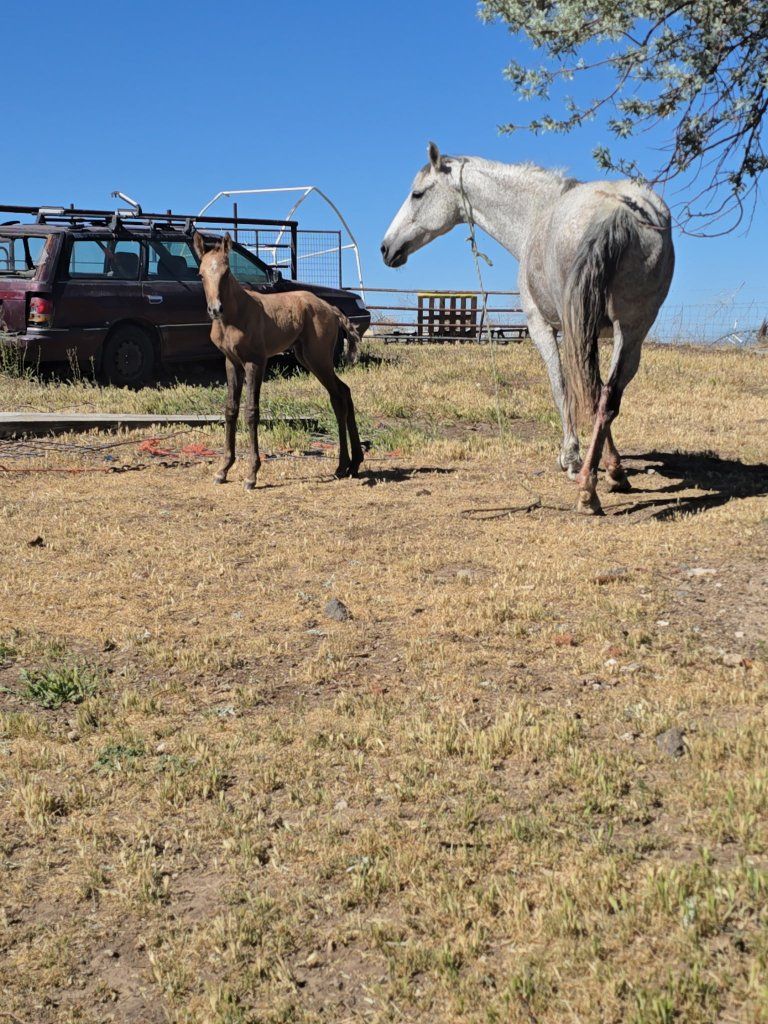 horse