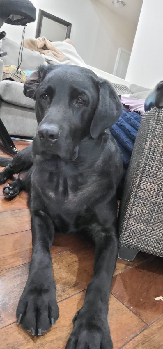 Amazing 4 year old black lab looking for a forever home
