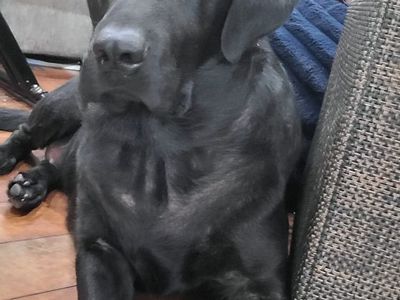 Amazing 4 year old black lab looking for a forever home