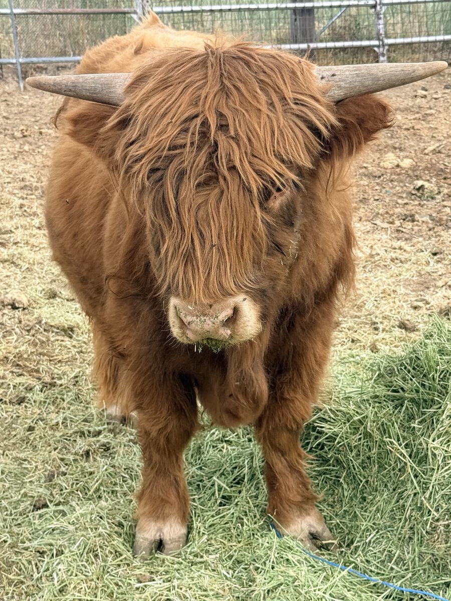 Highlands