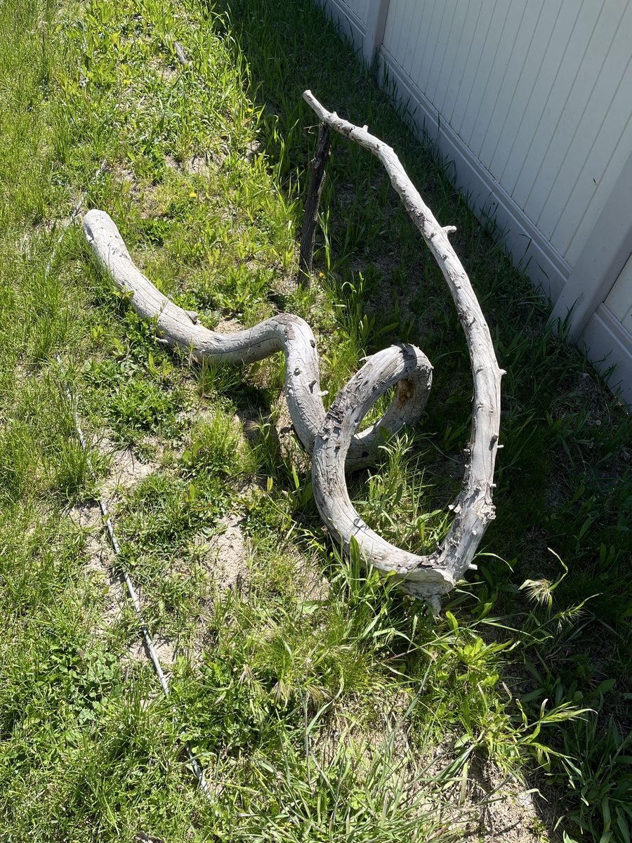 Decorative wood