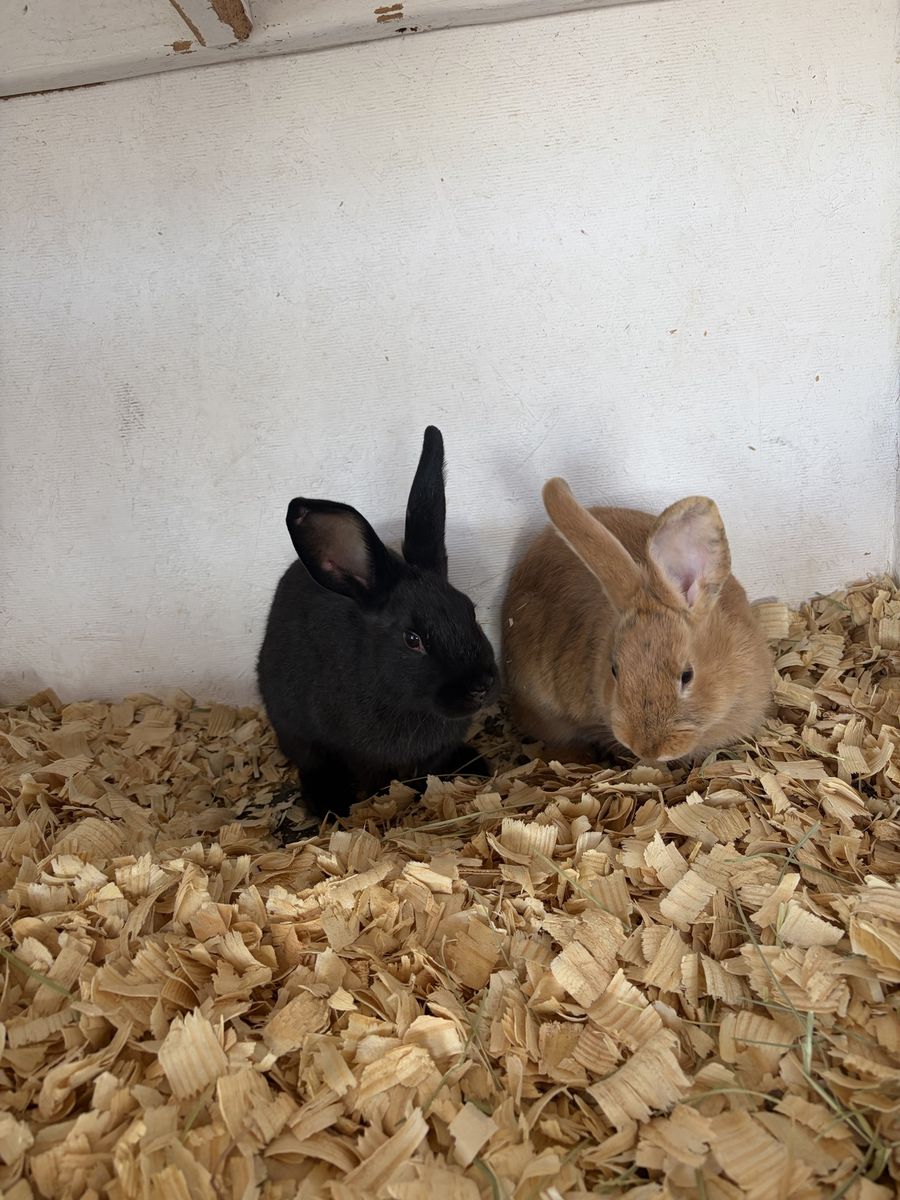 New Zealand Rabbits