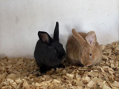 New Zealand Rabbits