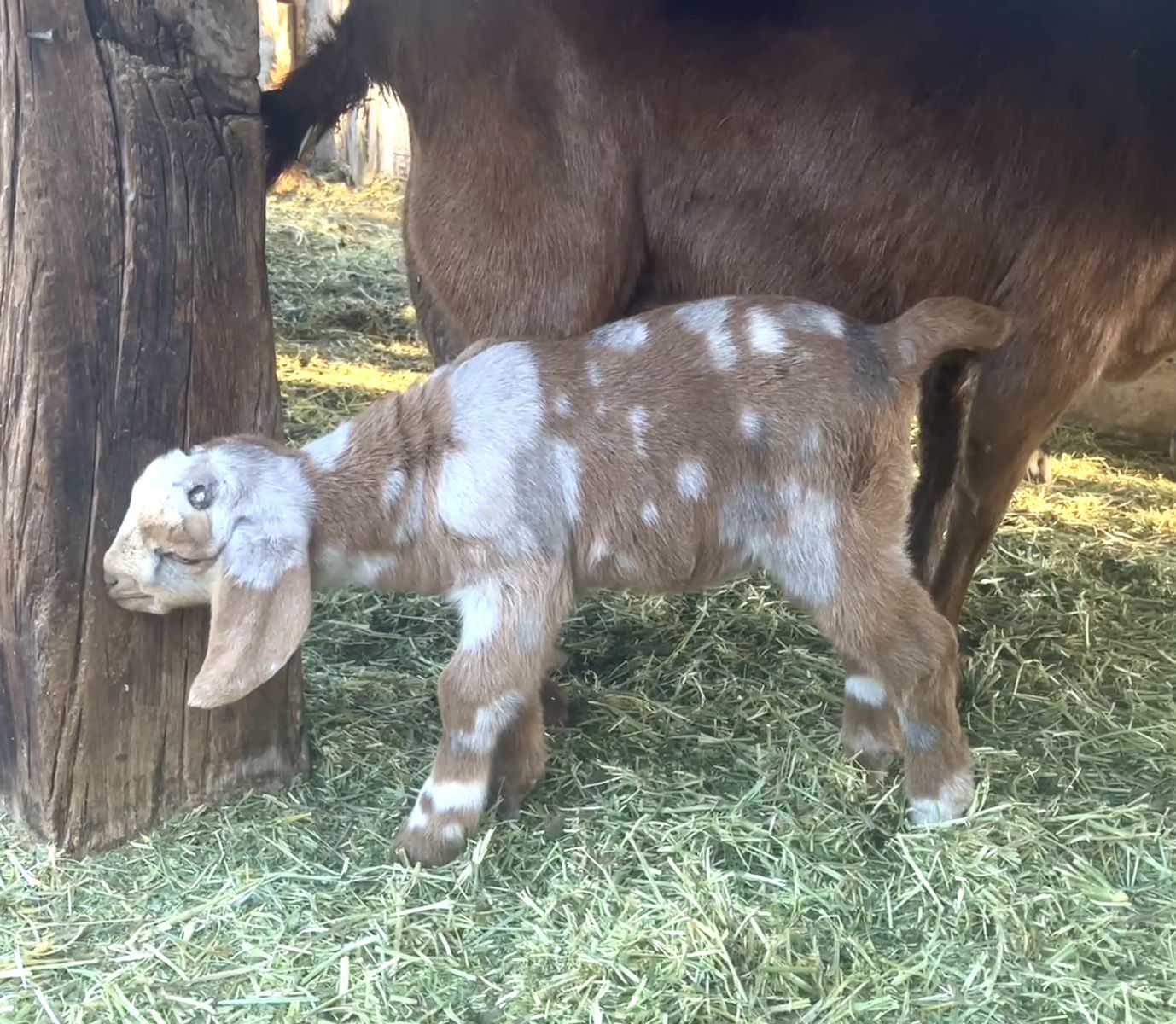 Dappled full boer bucklings