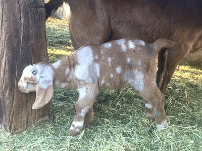Dappled full boer bucklings