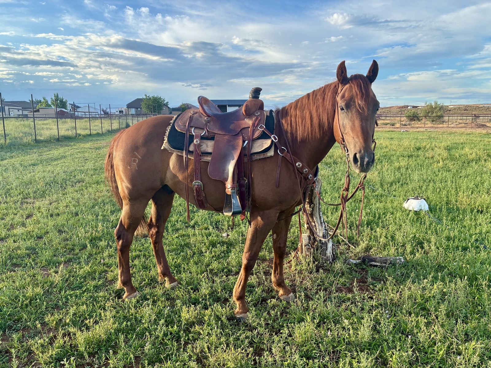 6 year old AQHA Gelding