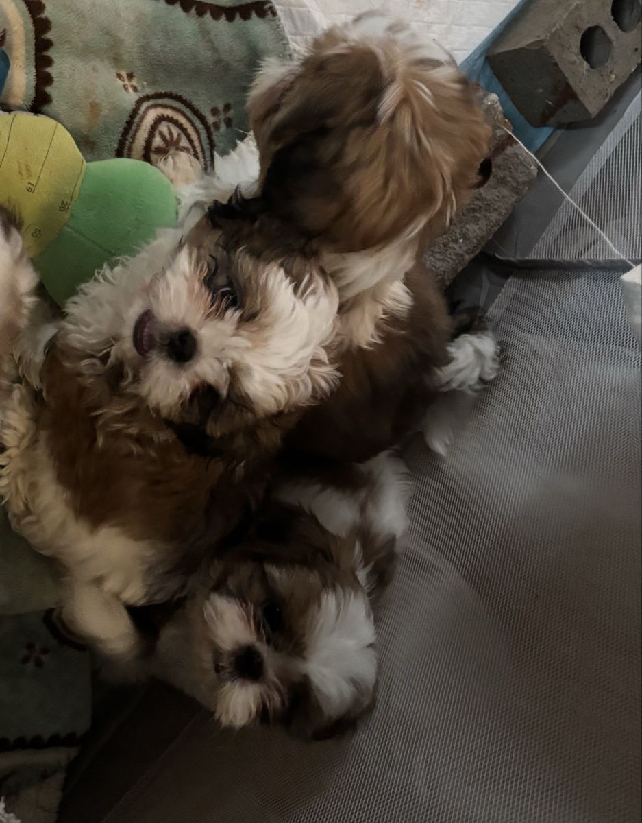 Adorable Female Shih Tzu Puppies - 10 Weeks Old, Dewormed, First Shots