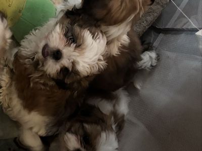 Adorable Female Shih Tzu Puppies - 10 Weeks Old, Dewormed, First Shots