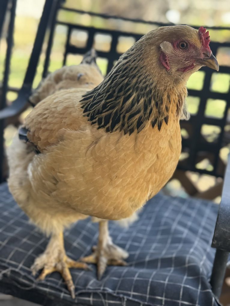 Your Own Flock Of Chickens!