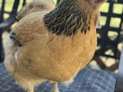 Your Own Flock Of Chickens!