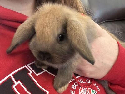 Holland lop babies