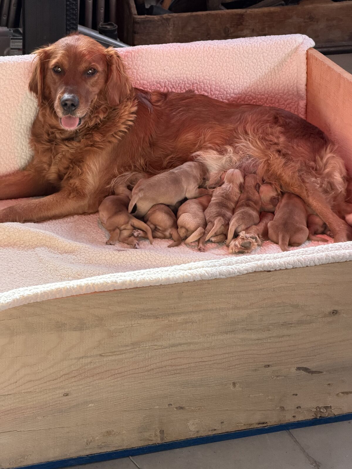 AKC Golden Retriever Puppies…Adventure Ready April 10