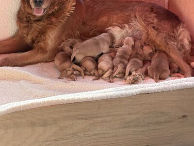 AKC Golden Retriever Puppies…Adventure Ready April 10