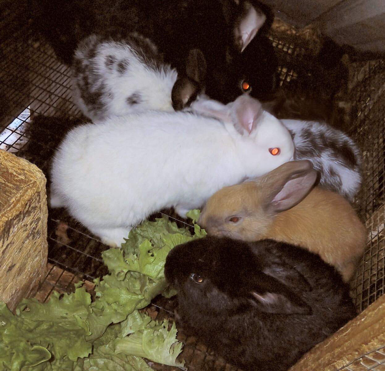 10 Bunny rabbits 3 months old