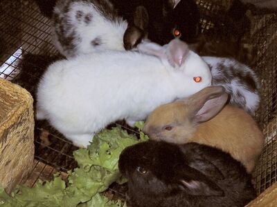 10 Bunny rabbits 3 months old