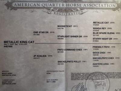Metallic King Cat Yearling Stud Colt