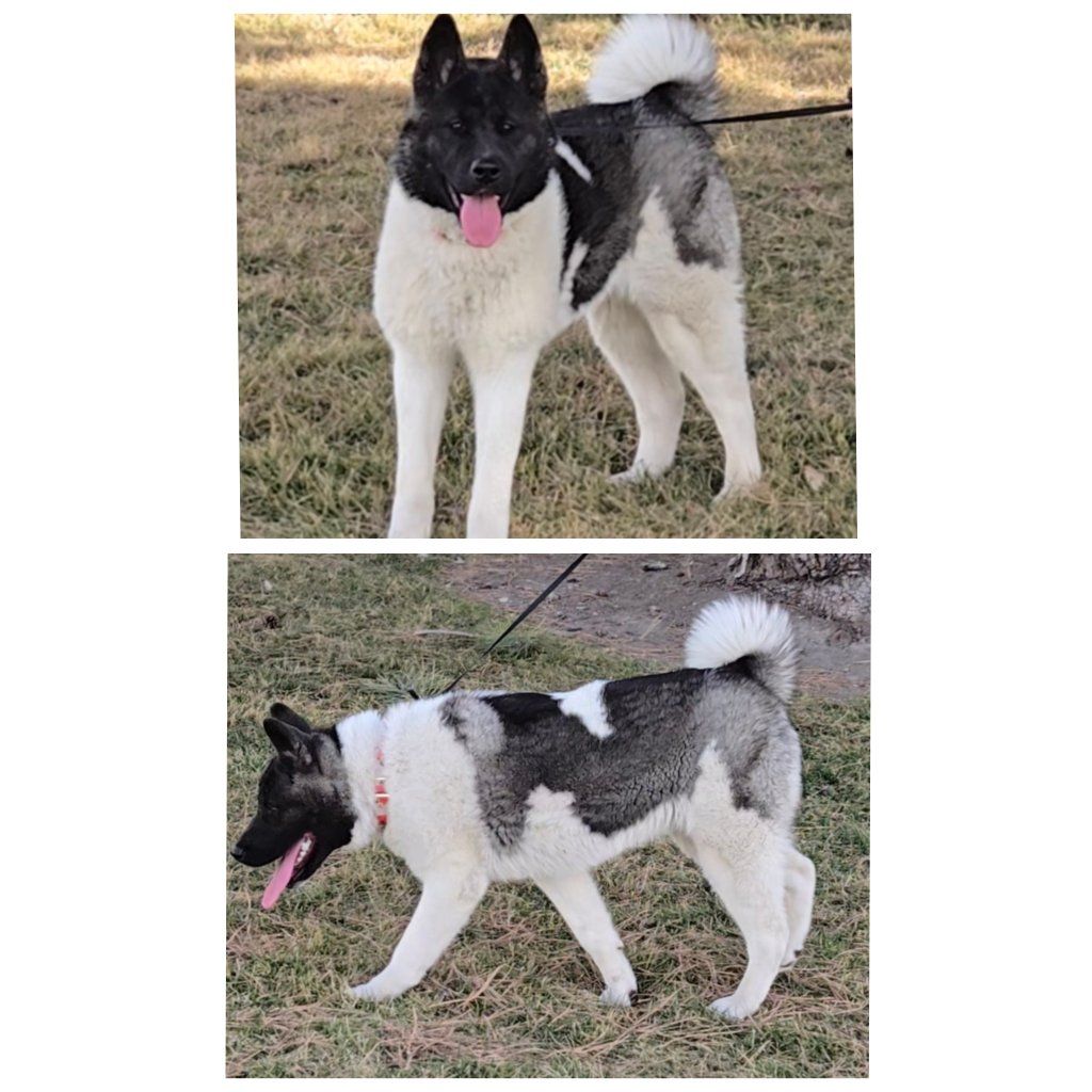 AKC Female American Akita