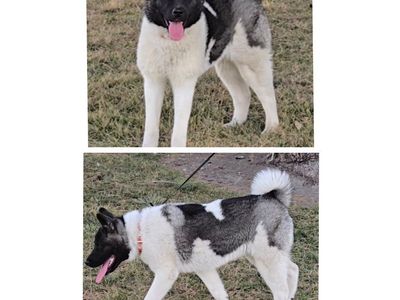 AKC Female American Akita