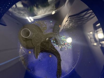 Large Cichlid & Plecostomus Fish with Bucket & Decor