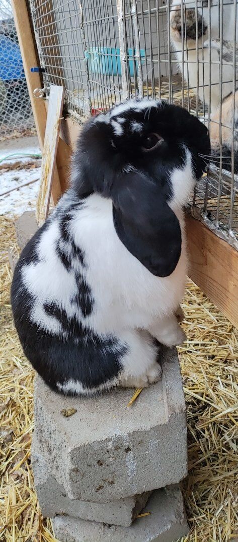 Mini Lop Bunny Rabbit