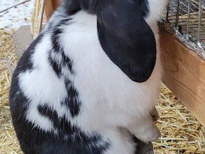 Mini Lop Bunny Rabbit