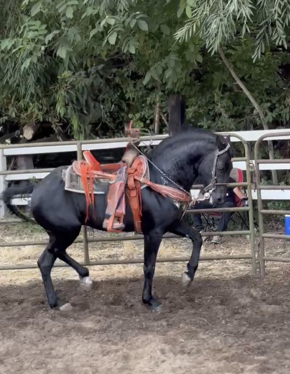 Costafrisean stallion