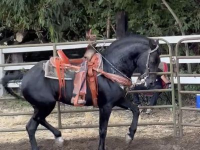Costafrisean stallion