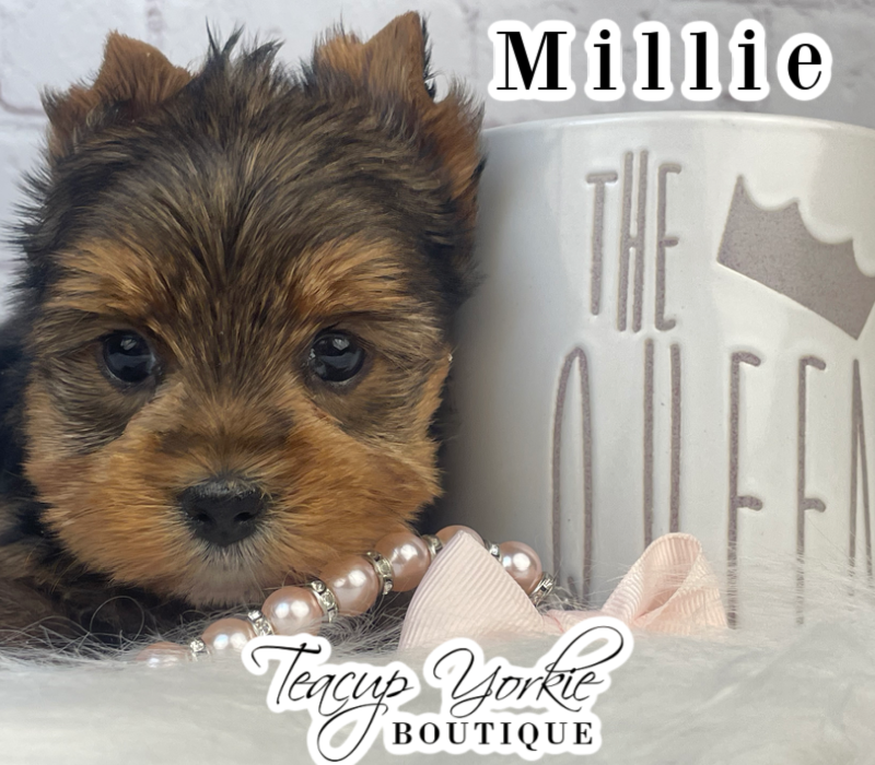 AKC Yorkshire Terrier Girl (yorkie puppy)