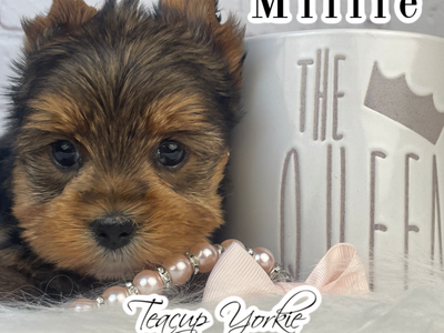 AKC Yorkshire Terrier Girl (yorkie puppy)