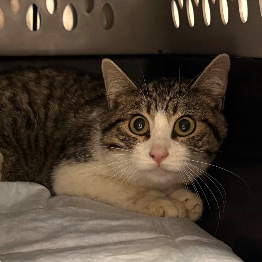 Hello my name is Alexa