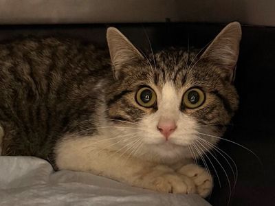 Hello my name is Alexa