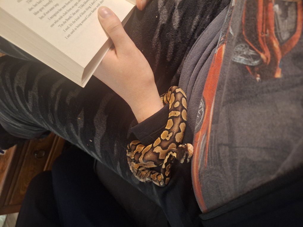 Fancy Ball Python snake and enclosure