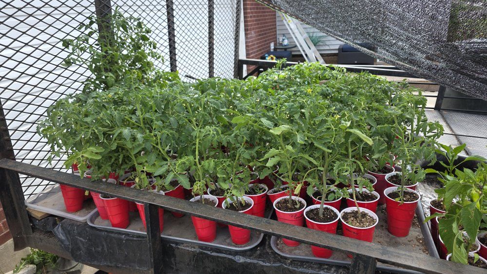Plants for sale: Tomatoes, Peppers, Squash, Ground Cherry, Eggplant