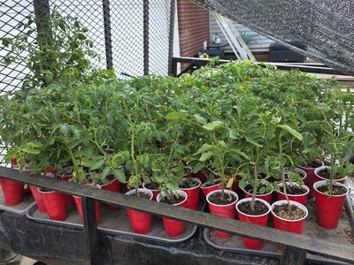 Plants for sale: Tomatoes, Peppers, Squash, Ground Cherry, Eggplant